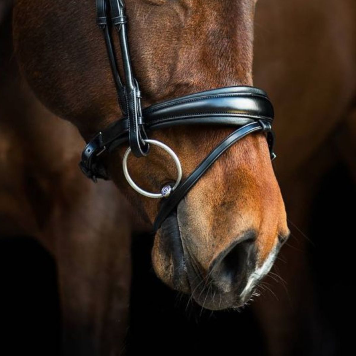 Bits - Canterbury Saddlery