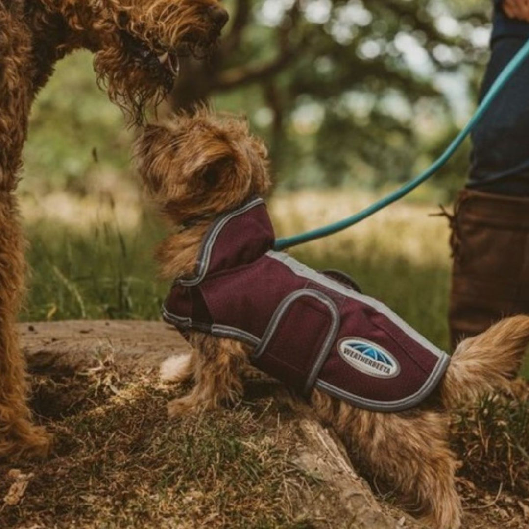 Dog - Canterbury Saddlery