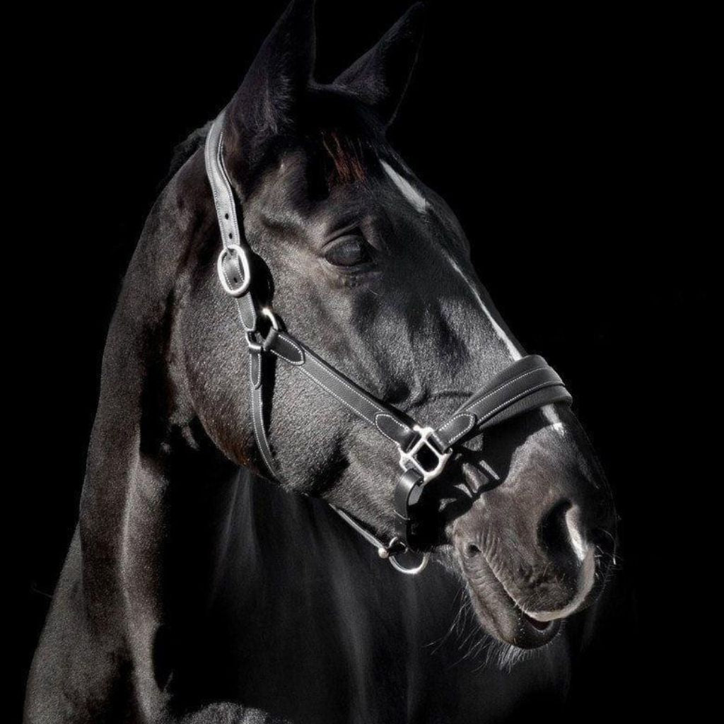 Étoile - Canterbury Saddlery
