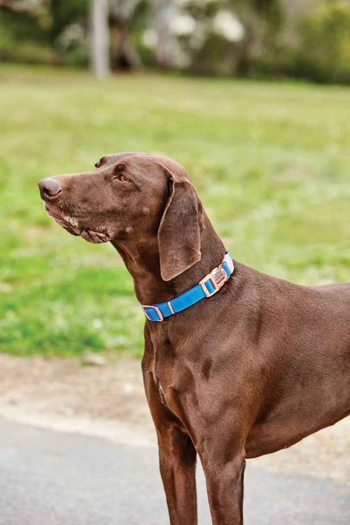 WeatherBeeta Elegance Dog Collar - Canterbury Saddlery