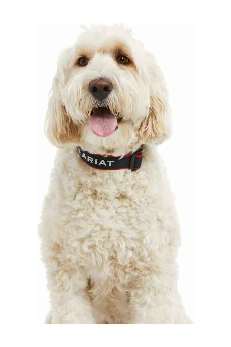 Ariat Dog Collar - Team Navy - Canterbury Saddlery