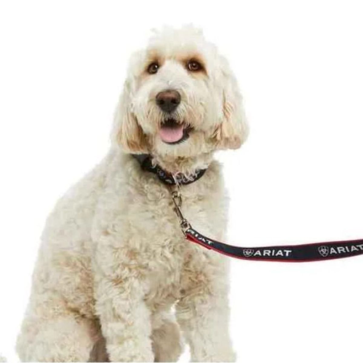 Dog Collars and Leads