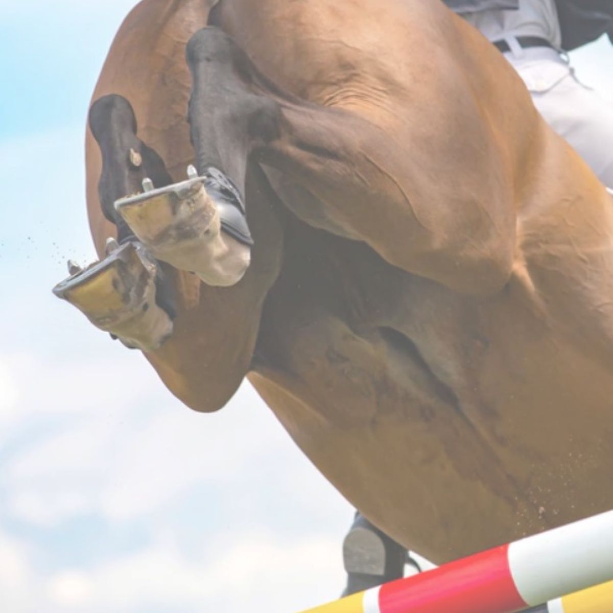 Studs & Hoof Care - Canterbury Saddlery