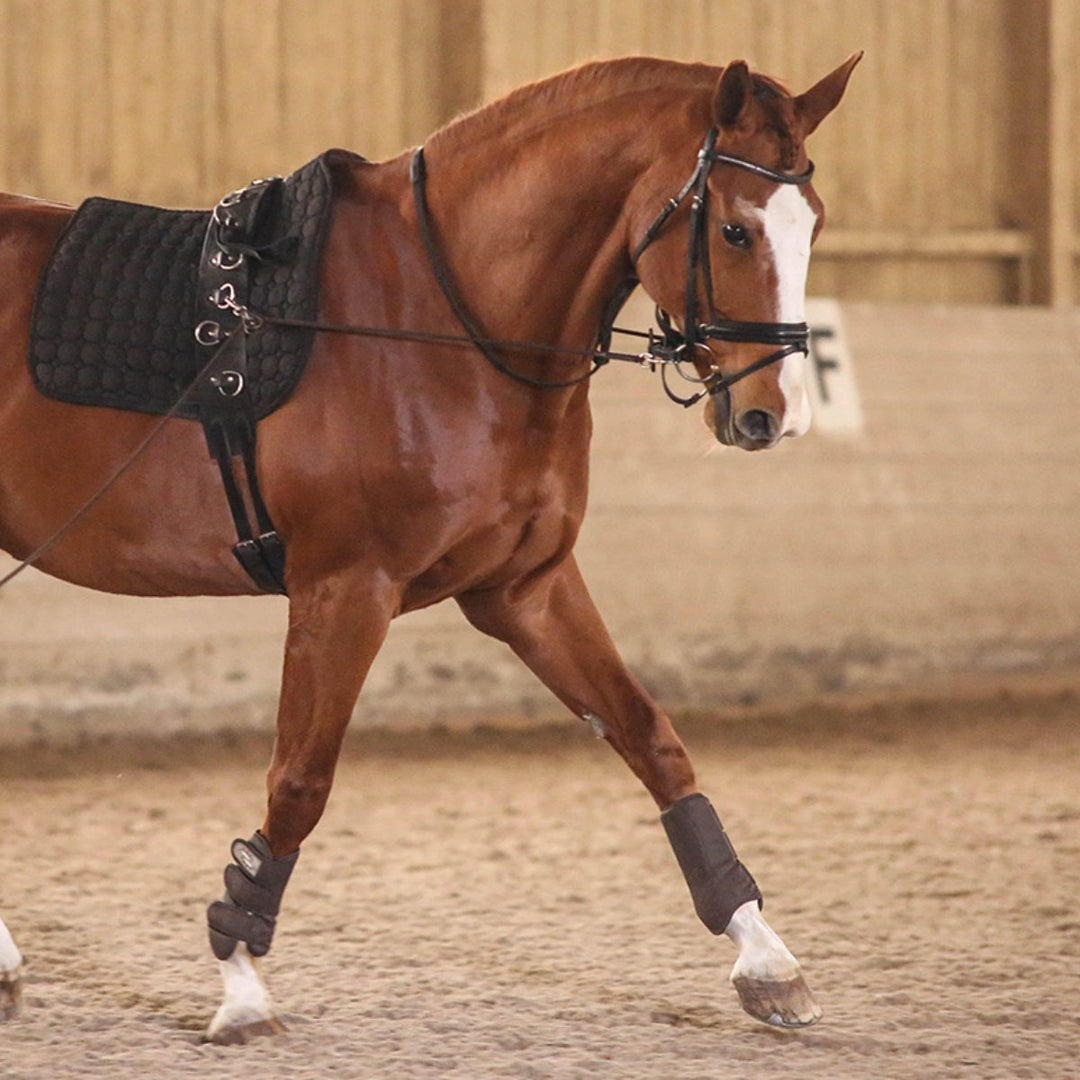Lunging - Canterbury Saddlery