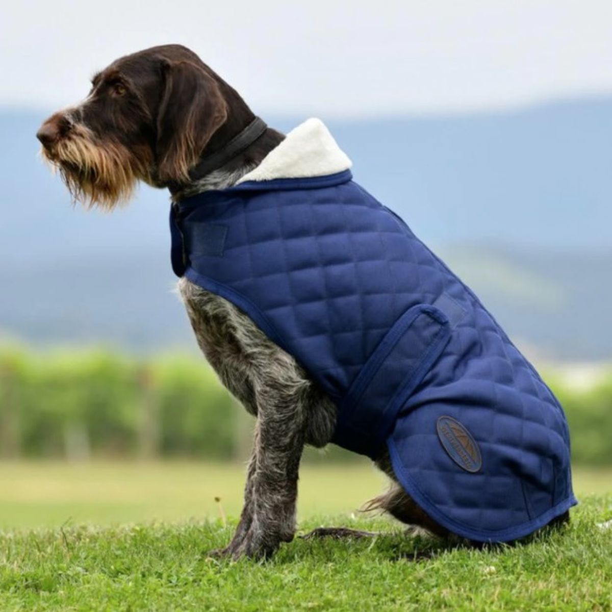 Dog Rugs - Canterbury Saddlery