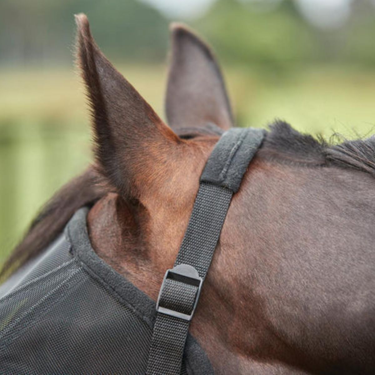 Fly Masks & Nose Guard – Canterbury Saddlery