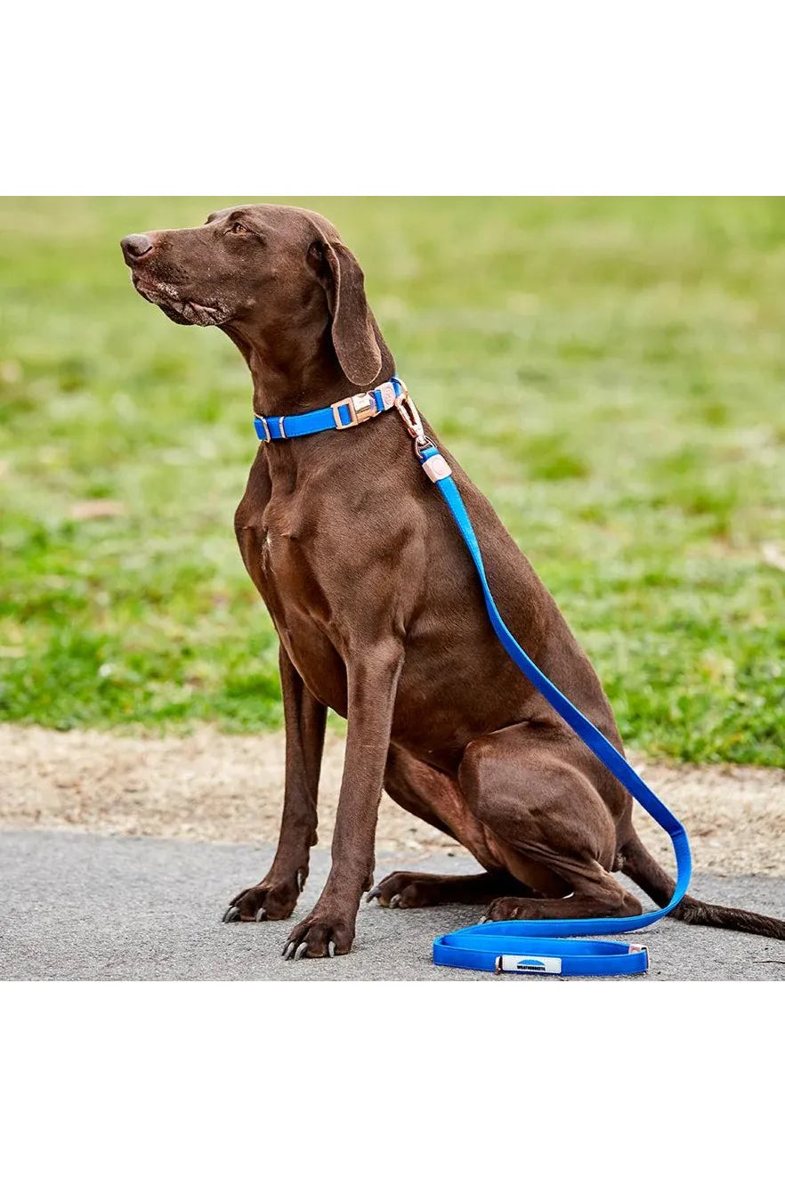 WeatherBeeta Elegance Dog Collar