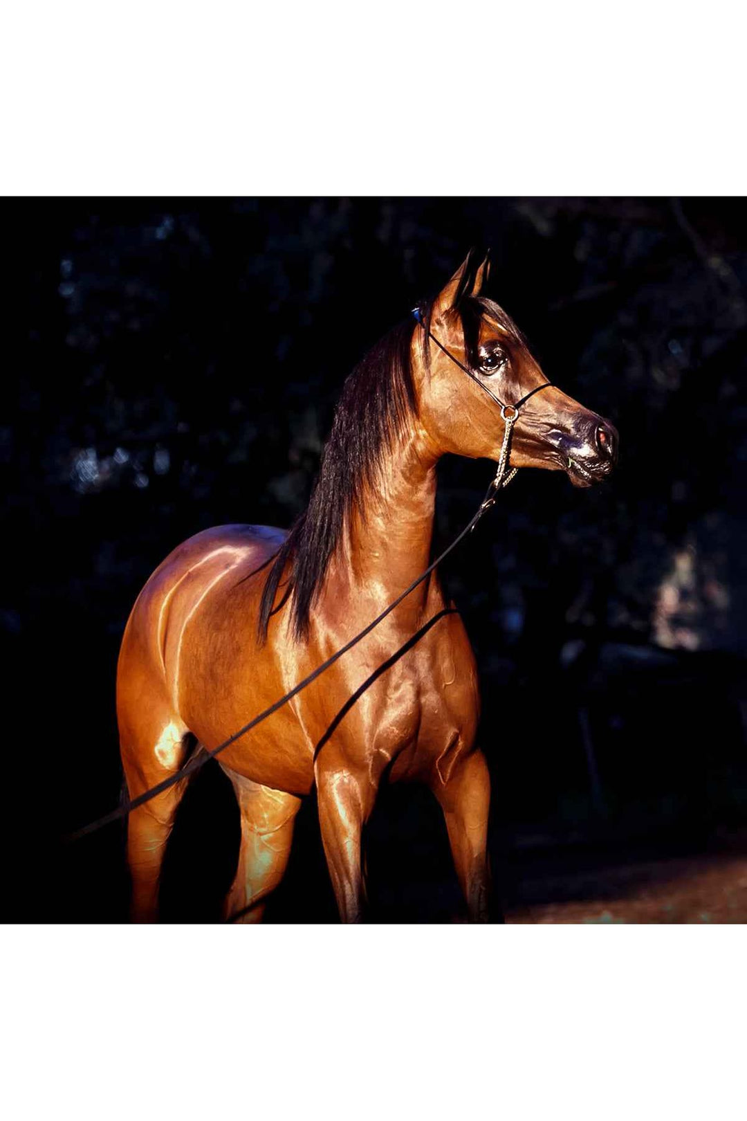 HSE Show Time Amplify Oil - 500ml