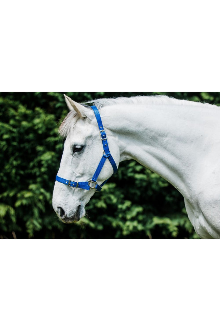 Flair Heavy Duty Nylon Web Halter