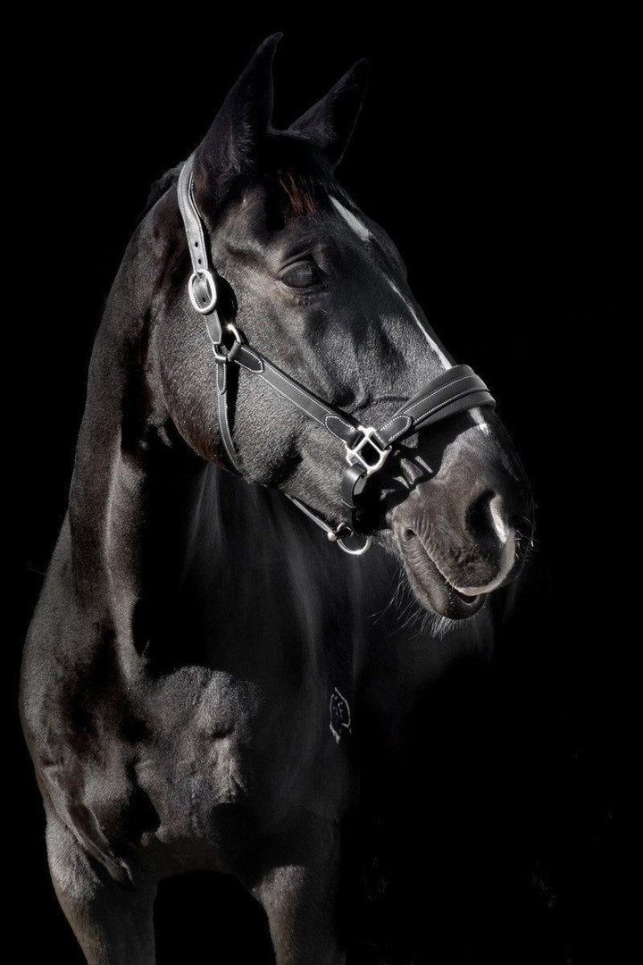 Étoile Deluxe Leather Comfort Halter - Canterbury Saddlery