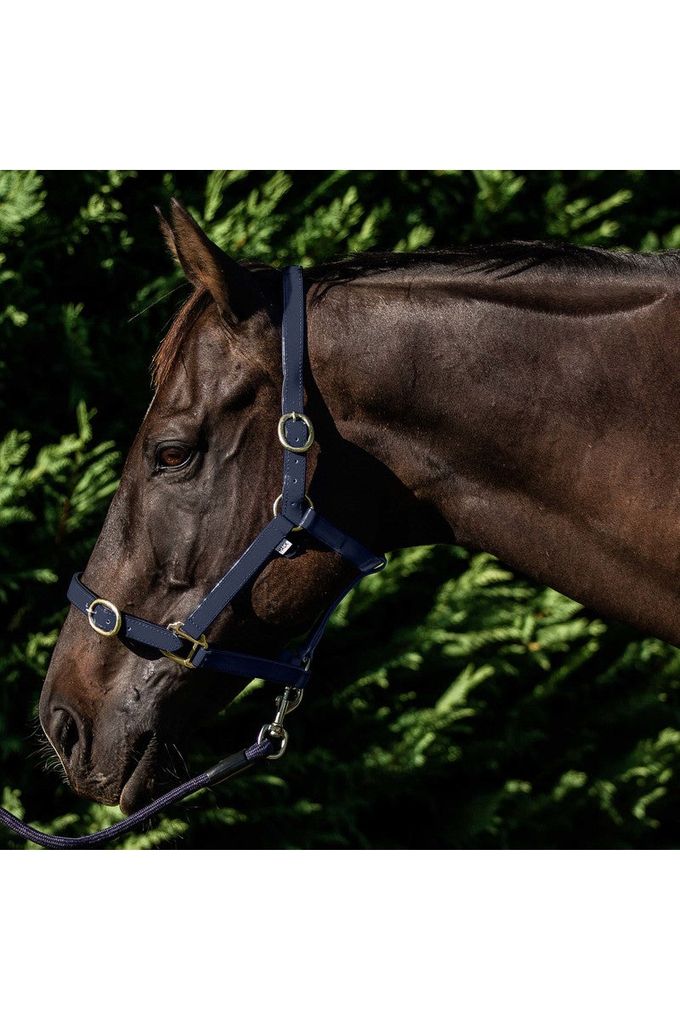 Flair PVC Harness Web Halter - Canterbury Saddlery