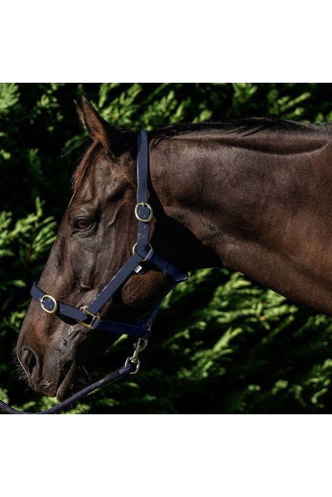 Flair PVC Harness Web Halter - Canterbury Saddlery