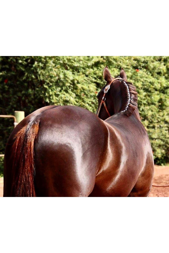 HSE Glass Pro Coat Laminator Spray 250ml