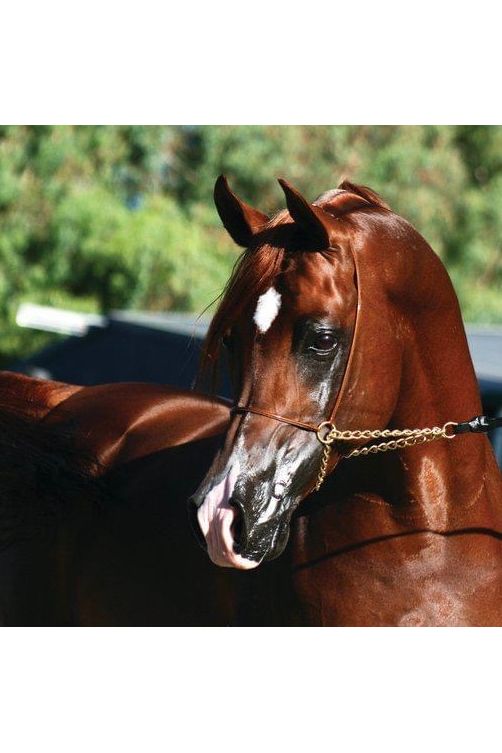 HSE Hot Oil Coat Conditioner - 500ml