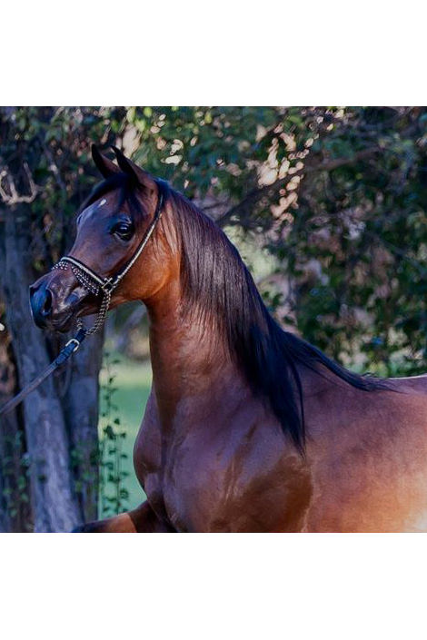 HSE Patent Black Highlighter Gel 100ml