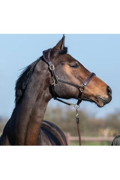 PS of Sweden Anatomical Leather Halter - Canterbury Saddlery