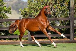 Champion Tails Water Glaze