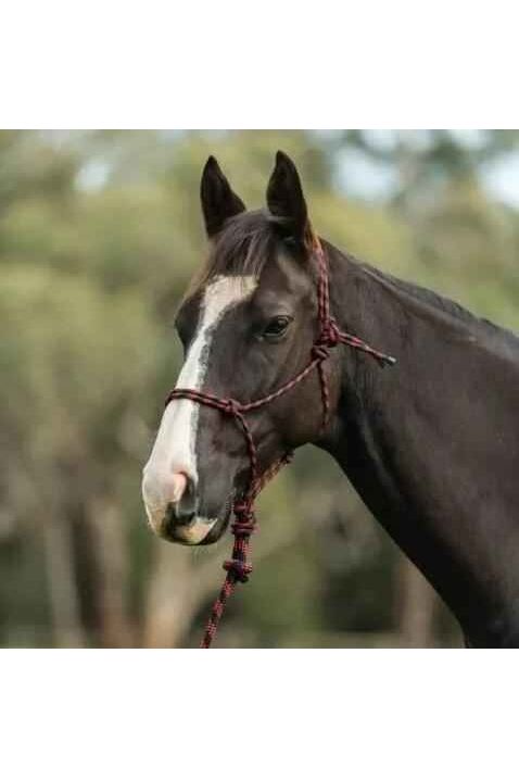 Saxon Two Tone Rope Halter and Lead set