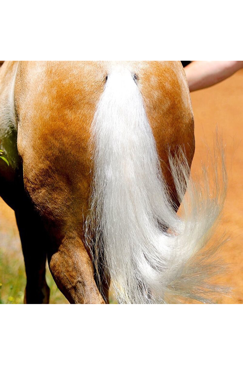 HSE Liquid Silk Hair Polish Serum 250ml