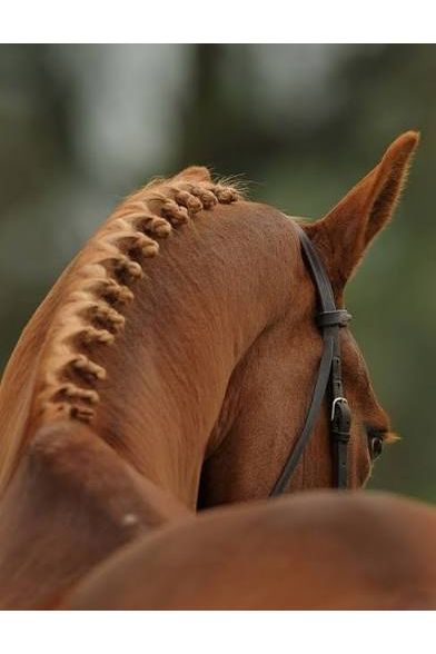Plaiting Thread Individuals