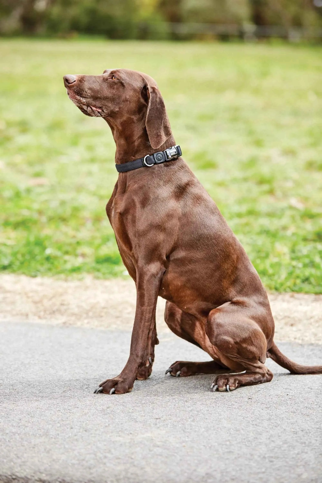 WeatherBeeta Elegance Dog Collar - Canterbury Saddlery