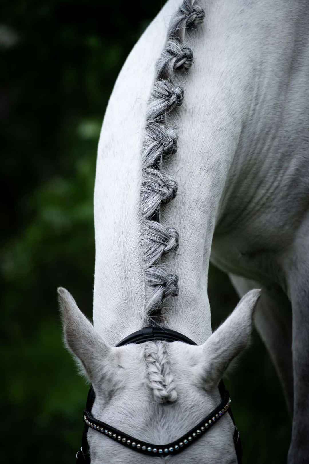 Plaiting Thread Individuals