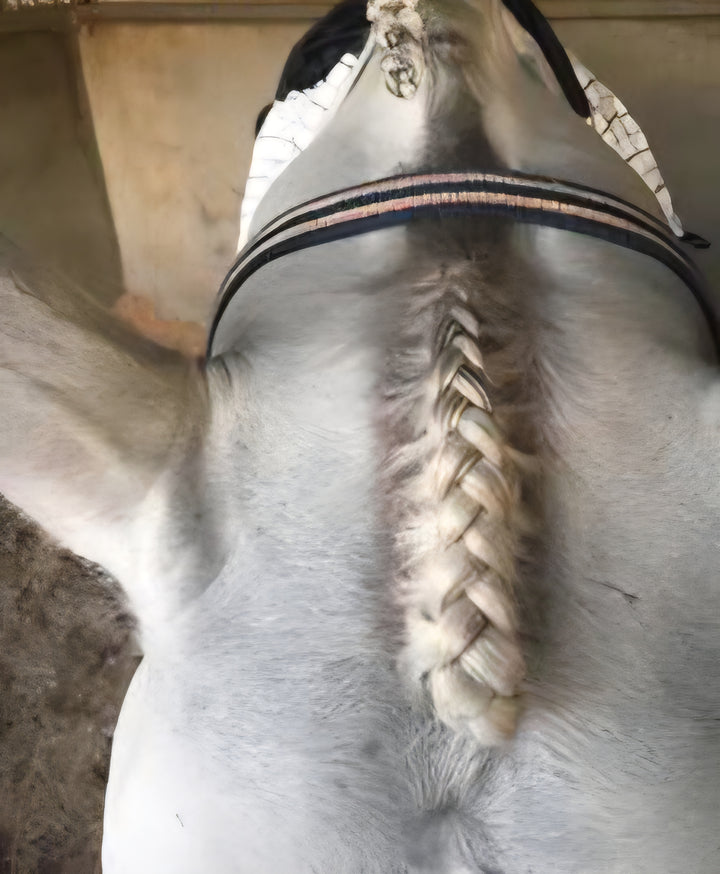 Champion Tails Stayz In Plaiting Spray