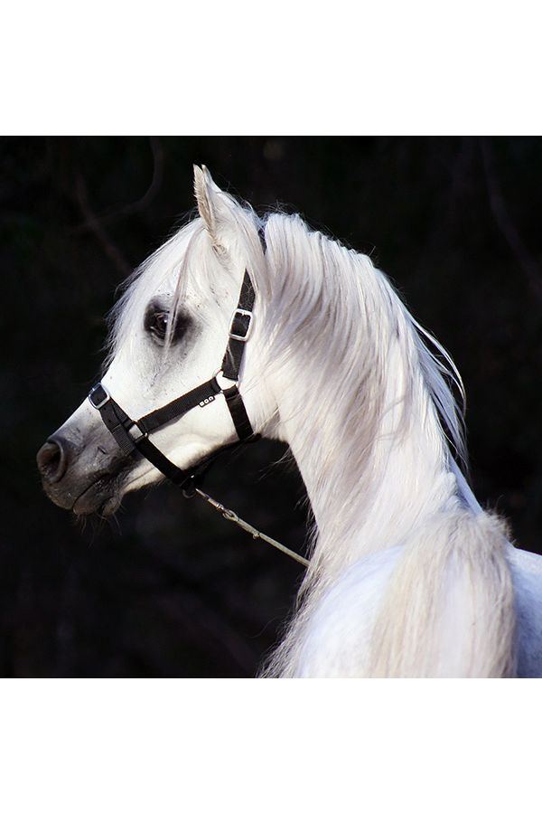 HSE Liquid Silk Hair Polish Serum 250ml