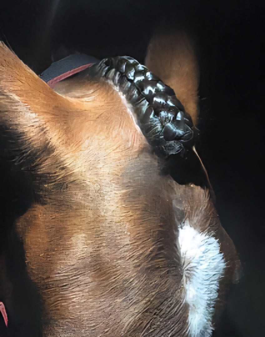 Champion Tails Stayz In Plaiting Spray